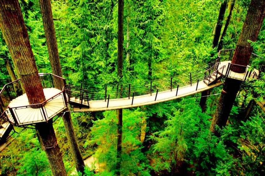 парк атракціонів TreeTop